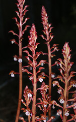 Red Flower Stalks of the Spotted Coralroot (Corallorhiza maculata), orchid flowering in Northern California