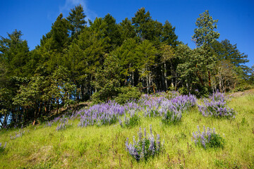 Hillside Meadow with Blooming Lupines in Northern California
