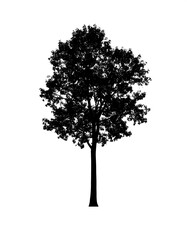 A silhouette of a broadleaf tree. Its canopy is dense and irregular, the trunk straight and dark against a white background