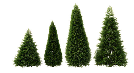 Four Evergreen Trees of Varying Sizes image