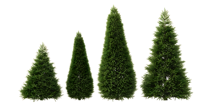 Four Evergreen Trees of Varying Sizes image