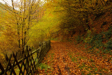 a cloudy autumn morning in the Pfälzerwald