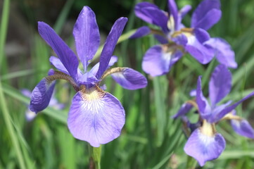 【徳島】密厳寺の境内に咲く菖蒲