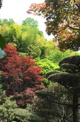 【徳島】密厳寺の境内の庭