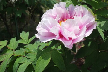 【徳島】密厳寺の境内に咲く牡丹
