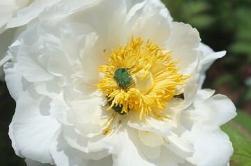 【徳島】密厳寺の境内に咲く牡丹とカナブン
