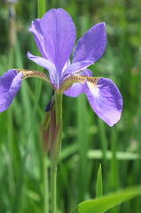 【徳島】密厳寺の境内に咲く菖蒲