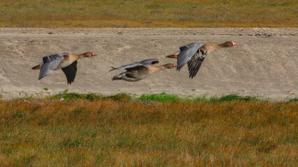 A flock of wild geese flying over the bright autumn tundra of the Yamal Peninsula. For environmental publications, tourist materials, and articles about the nature of the North