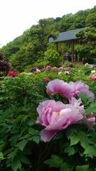 【徳島】密厳寺の境内に咲く牡丹