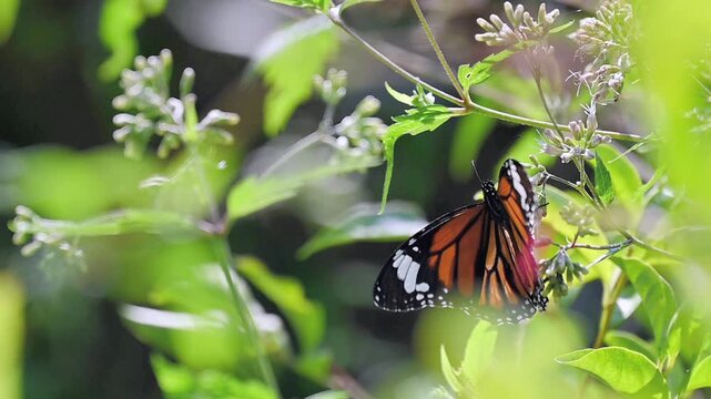 Common Tiger butterfly (Danaus genutia) sipping nectar in sunlight &ndash; Relaxing slow motion nature clip