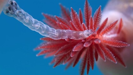 Translucent invertebrate crawling on red flower against blue background - Powered by Adobe