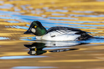 Schellente (Bucephala clangula) M&auml;nnchen