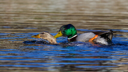 Stockente (Anas platyrhynchos) Paarung, Kopula