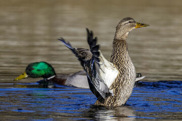 Stockenten (Anas platyrhynchos) Weibchen