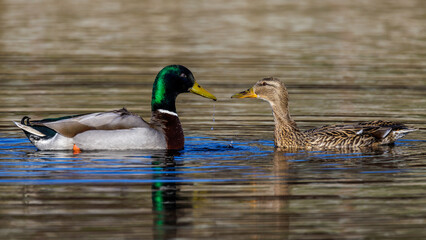 Stockenten (Anas platyrhynchos) Weibchen