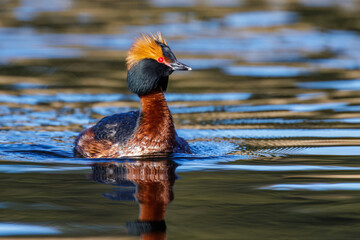 Ohrentaucher (Podiceps auritus)