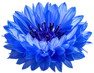  Blue Cornflower (Bachelor Button) Isolated on White Background PNG