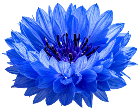  Blue Cornflower (Bachelor Button) Isolated on White Background PNG