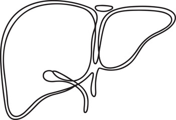 Single Continuous Line Drawing of Liver Anatomy