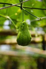 closeup of green chayote fruit growing naturally in tropical garden environment