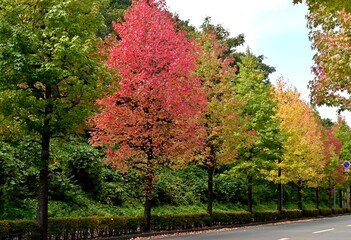 アメリカフウの紅葉