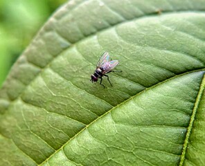 fly on leaf