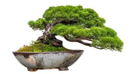Beautiful green bonsai tree in ceramic pot symbolizing peace patience and Japanese gardening art tradition and nature balance on black background