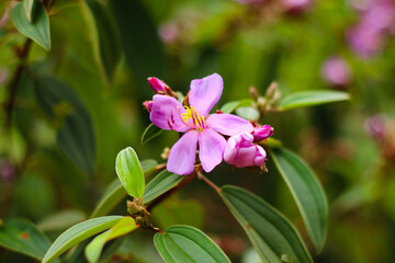 purple melastoma flower blooming in tropical environment with natural green leaves background