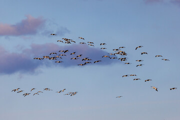 Naklejka premium Kraniche (Grus grus)