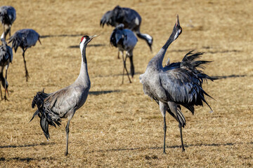 Naklejka premium Kraniche (Grus grus)