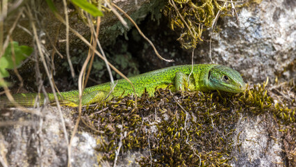 Westliche Smaragdeidechse (Lacerta bilineata)