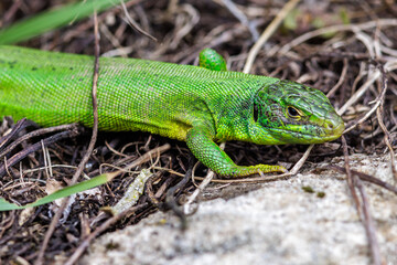 Westliche Smaragdeidechse (Lacerta bilineata)
