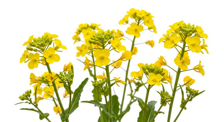Fototapeta premium Stock photo of vibrant yellow rapeseed flowers blooming on a white background