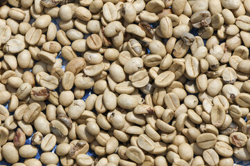 Close up background texture of natural organic green coffee bean pile. raw unroasted crop from agriculture awaiting processing, representing authentic fresh harvest