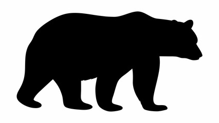 Fototapeta premium Silhouette of a bear walking with its head down and facing right on a white background, showing its fur 100