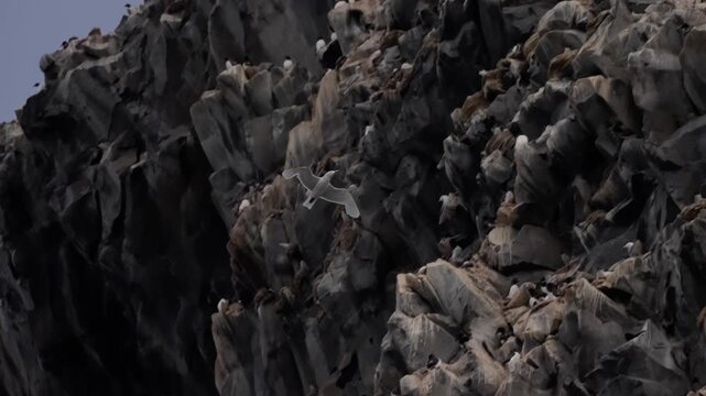A lone seagull glides along a rugged coastal cliff crowded with nesting seabirds, then rises into an expansive pale sky, capturing the motion and solitude of oceanfront flight.
