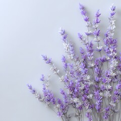 Obraz premium Beautiful Lavender Flowers on White Background for Floral Design