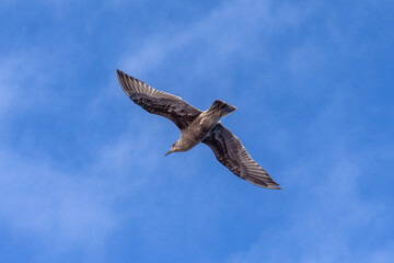 Majestic bird soaring through the clear blue sky above Russia's landscape