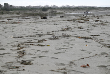 Sandpiper birds straying at mediterranean beach. Calidris birds running at italian beach. Torre del lago, tuscany, italy.