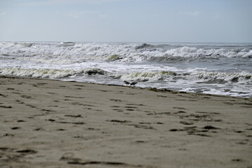 Fototapeta premium Sandpiper birds straying at mediterranean beach. Calidris birds running at italian beach. Torre del lago, tuscany, italy.