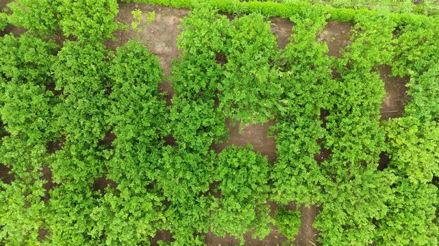Directly overhead aerial view showcasing the geometric pattern of diverse green agricultural plots and organized farmlands, with various crops and dividing lines. sugarcane, cornfield, pomelo plant.