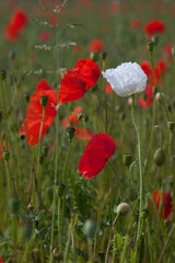 a single white poppy flower amidst red poppy flowers in a green field or meadow in Yorkshire, England, UK