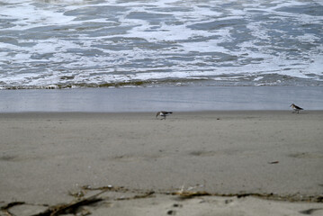 Sandpiper birds straying at mediterranean beach. Calidris birds running at italian beach. Torre del lago, tuscany, italy.