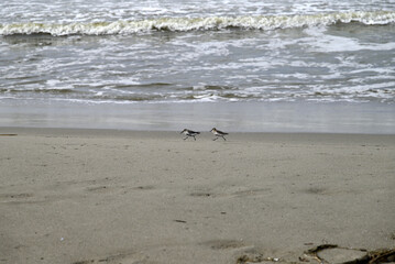 Sandpiper birds straying at mediterranean beach. Calidris birds running at italian beach. Torre del lago, tuscany, italy.