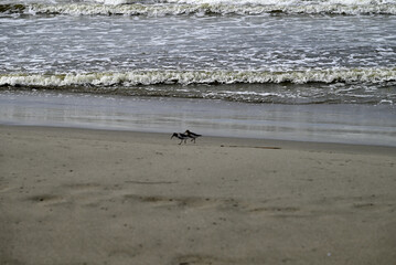 Sandpiper birds straying at mediterranean beach. Calidris birds running at italian beach. Torre del lago, tuscany, italy.