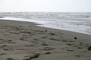 Sandpiper birds straying at mediterranean beach. Calidris birds running at italian beach. Torre del lago, tuscany, italy.