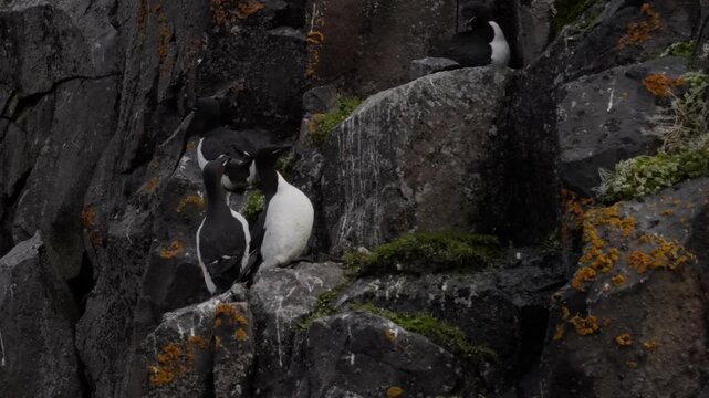 Seabird colony of black-and-white auks perched on rugged, lichen-covered coastal cliffs, gathering on narrow mossy ledges as they rest, preen, and interact in cool overcast light