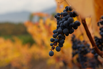 Vineyards autumn ripening. Ripe grapes, the concept of harvesting, winemaking. Colorful autumn background. Leaves in bright sunlight, selective focus. Blue purple grapes bunches among the leaves
