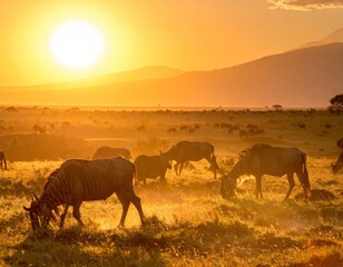 Fototapeta premium African sunset over a herd of grazing wildebeest