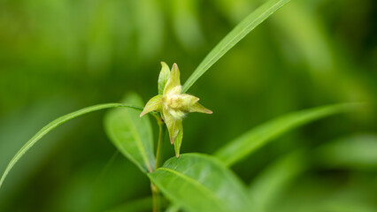 Macro of Green Star-Shaped Flower Bud Against Soft Bokeh Background